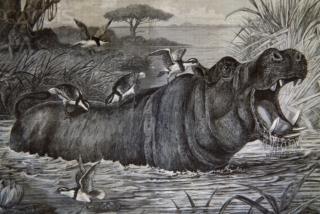 Engraving of Egyptian Plovers on the Back of a Hippopotamus