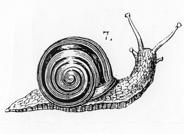 escargot Boussole Blog