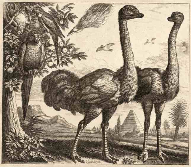 Wenceslas_Hollar_-_Two_ostriches