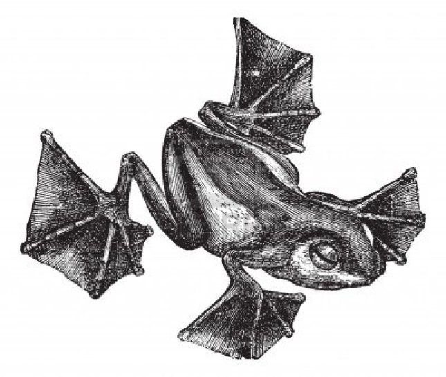 13770745-grenouille-rhacophorus-ou-racophorus-ou-leptomantis-ou-rhacoforus-ou-de-vol-la-gravure-de-cru-vieux-