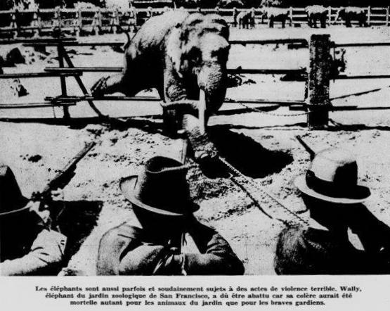 ELEPH LE ROUGE IMAGE