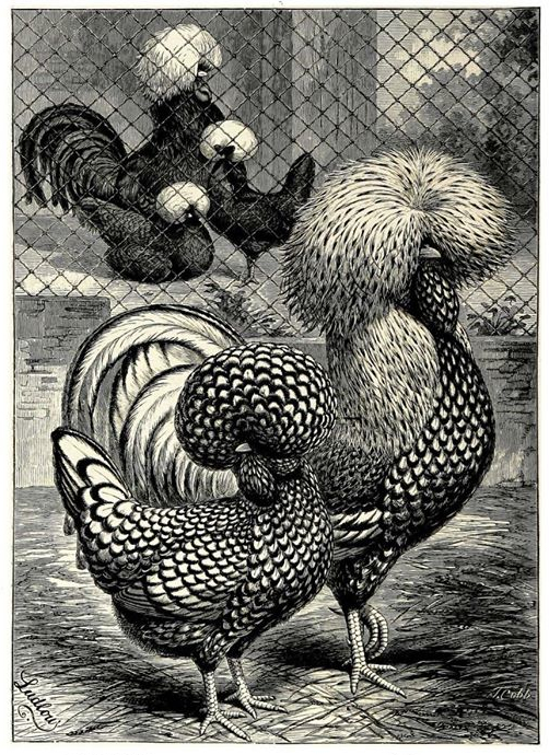 POULES