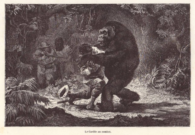 GORILLE COMBAT