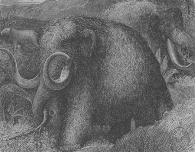 MAMMOUTH ILLO4