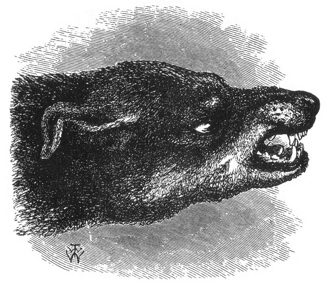 tete-de-chien
