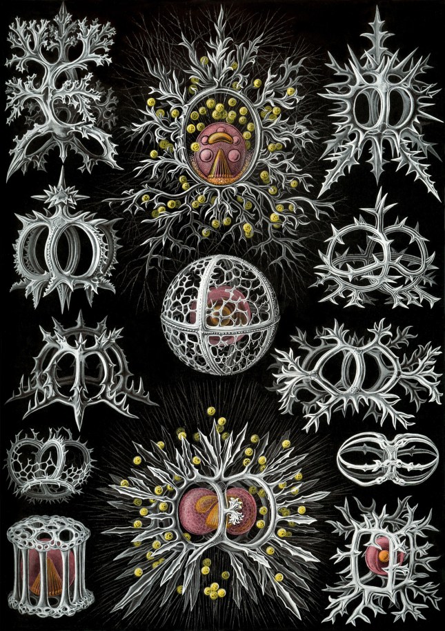 haeckel1